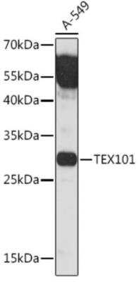 Western Blot TEX101 Antibody - Azide and BSA Free