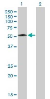 Western Blot: TEX13A Antibody [H00056157-B01P] - Analysis of TEX13A expression in transfected 293T cell line by TEX13A polyclonal antibody.  Lane 1: TEX13A transfected lysate(44.99 KDa). Lane 2: Non-transfected lysate.
