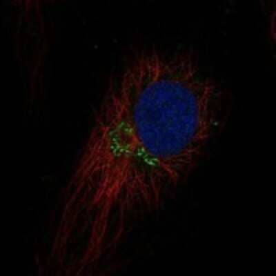 Immunocytochemistry/ Immunofluorescence TEX26 Antibody - BSA Free