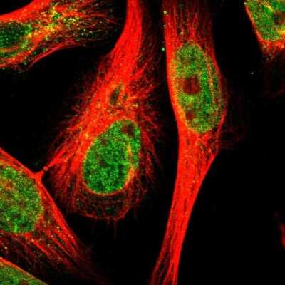 Immunocytochemistry/Immunofluorescence: TEX261 Antibody [NBP1-81126] - Staining of human cell line U-251 MG shows localization to nucleoplasm & cytosol. Antibody staining is shown in green. 