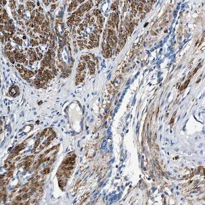 Immunohistochemistry-Paraffin: TEX261 Antibody [NBP1-81126] - Staining of human smooth muscle shows strong positivity in smooth muscle cells.
