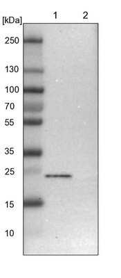 Western Blot: TEX261 Antibody [NBP1-81126] - Lane 1: NIH-3T3 cell lysate (Mouse embryonic fibroblast cells). Lane 2: NBT-II cell lysate (Rat Wistar bladder tumor cells).