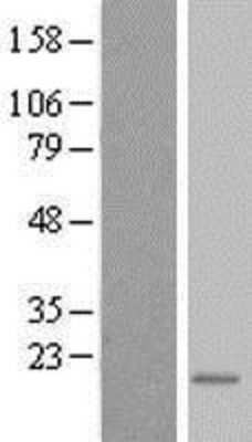 Western Blot TEX261 Overexpression Lysate