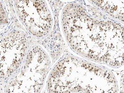 Immunohistochemistry-Paraffin: TEX30 Antibody [NBP3-14645] - Immunochemical staining of human TEX30 in human testis with rabbit polyclonal antibody at 1:100 dilution, formalin-fixed paraffin embedded sections.