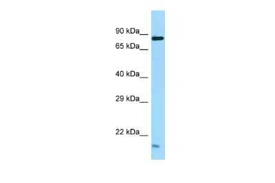 Western Blot: TEX35 Antibody [NBP2-83646] - Host: Rabbit. Target Name: Tex35. Sample Type: NCI-H226 Whole Cell lysates. Antibody Dilution: 1.0ug/ml