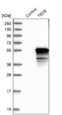 Western Blot: TEX9 Antibody [NBP1-86249] - Analysis in control (vector only transfected HEK293T lysate) and TEX9 over-expression lysate (Co-expressed with a C-terminal myc-DDK tag (3.1 kDa) in mammalian HEK293T cells).