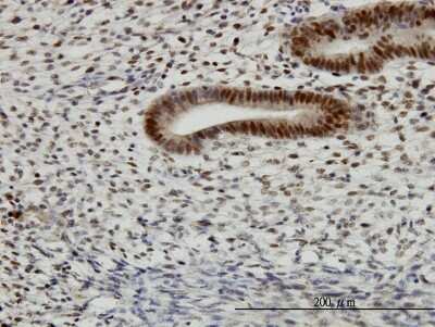 Immunohistochemistry-Paraffin: TFAP4 Antibody (7A10) [H00007023-M03] - Analysis of monoclonal antibody to TFAP4 on formalin-fixed paraffin-embedded human endometrium. Antibody concentration 1 ug/ml