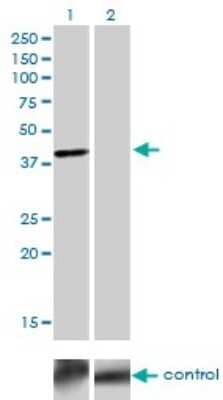 Western Blot: TFAP4 Antibody (7A10) [H00007023-M03] - Analysis of TFAP4 over-expressed 293 cell line, cotransfected with TFAP4 Validated Chimera RNAi (Cat # H00007023-R01V ) (Lane 2) or non-transfected control (Lane 1). Blot probed with TFAP4 monoclonal antibody (M03), clone 7A10 (Cat # H00007023-M03). GAPDH