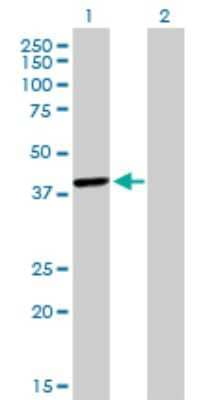 Western Blot: TFAP4 Antibody (7A10) [H00007023-M03] - Analysis of TFAP4 expression in transfected 293T cell line by TFAP4 monoclonal antibody (M03), clone 7A10. Lane 1: TFAP4 transfected lysatE (38.7 KDa). Lane 2: Non-transfected lysate.