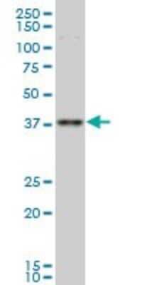 Western Blot: TFAP4 Antibody (7C5) [H00007023-M02] - TFAP4 monoclonal antibody (M02), clone 7C5 Analysis of TFAP4 expression in Hela S3 NE.