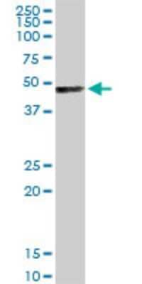 Western Blot: TFAP4 Antibody (7C5) [H00007023-M02] - TFAP4 monoclonal antibody (M02), clone 7C5. Analysis of TFAP4 expression in human colon.