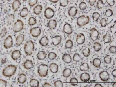 Immunohistochemistry-Paraffin: TFAP4 Antibody (8G6) [H00007023-M05] - Analysis of monoclonal antibody to TFAP4 on formalin-fixed paraffin-embedded human small Intestine. Antibody concentration 1.5 ug/ml