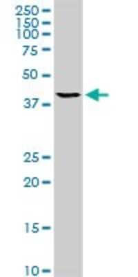 Western Blot: TFAP4 Antibody (8G6) [H00007023-M05] - Analysis of TFAP4 expression in Jurkat (Cat # L017V1).