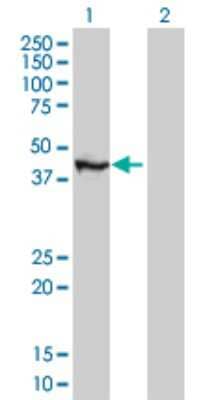 Western Blot: TFAP4 Antibody (8G6) [H00007023-M05] - Analysis of TFAP4 expression in transfected 293T cell line by TFAP4 monoclonal antibody (M05), clone 8G6. Lane 1: TFAP4 transfected lysatE (38.87 KDa). Lane 2: Non-transfected lysate.