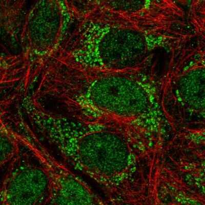 Immunocytochemistry/Immunofluorescence: TFAP4 Antibody [NBP1-89060] - Staining of human cell line MCF7 shows localization to nucleoplasm & mitochondria. Antibody staining is shown in green.