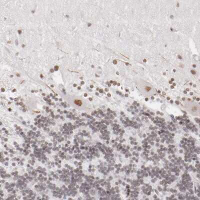 Immunohistochemistry-Paraffin: TFAP4 Antibody [NBP1-89060] - Staining of human cerebellum shows moderate nuclear positivity in Purkinje cells.