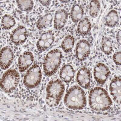 Immunohistochemistry-Paraffin: TFAP4 Antibody [NBP1-89060] - Staining of human duodenum shows moderate nuclear positivity in glandular cells.