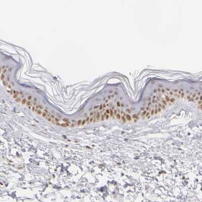 Immunohistochemistry-Paraffin: TFAP4 Antibody [NBP1-89060] - Staining of human skin shows weak nuclear positivity in squamous epithelial cells.