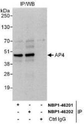 Immunoprecipitation: TFAP4 Antibody [NBP1-46201] - Whole cell lysate (1 mg for IP, 20% of IP loaded) from HeLa cells.  Affinity purified rabbit anti-AP4 antibody A302-760A used for IP at 3 mcg/mg lysate.  AP4 was also immunoprecipitated by rabbit anti-AP4 antibody NBP1-46202, which recognizes a downstream epitope.