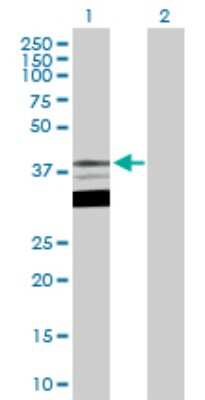 Western Blot: TFAP4 Antibody [H00007023-D01P] - Analysis of TFAP4 expression in transfected 293T cell line by TFAP4 polyclonal antibody.Lane 1: TFAP4 transfected lysate(38.70 KDa).Lane 2: Non-transfected lysate.