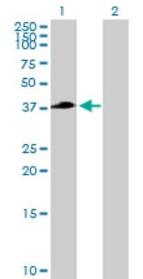 Western Blot: TFB2M Antibody [H00064216-B01P] - Analysis of TFB2M expression in transfected 293T cell line by TFB2M polyclonal antibody.  Lane 1: TFB2M transfected lysate(43.56 KDa). Lane 2: Non-transfected lysate.
