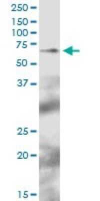 Western Blot: TFCP2 Antibody [H00007024-B01P] - Analysis of TFCP2 expression in NIH/3T3.