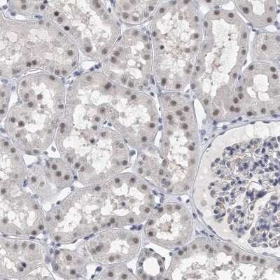 Immunohistochemistry-Paraffin: TFCP2L1 Antibody [NBP1-85441] - Staining of human kidney shows nuclear and nucleolar positivity.
