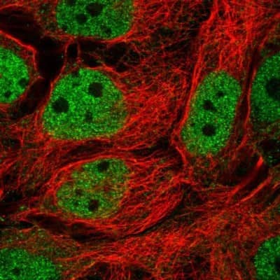Immunocytochemistry/Immunofluorescence: TFEB Antibody [NBP2-58591] - Staining of human cell line CACO-2 shows localization to nucleoplasm. Antibody staining is shown in green.