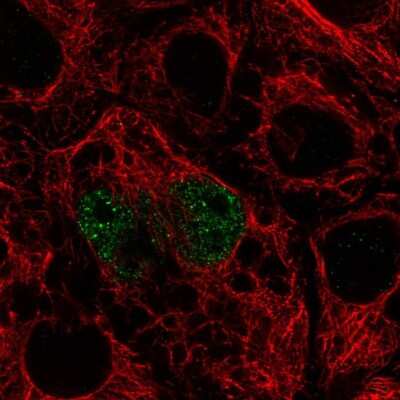 Immunocytochemistry/Immunofluorescence: TFEC Antibody [NBP2-57258] - Staining of human cell line CACO-2 shows localization to nucleoplasm.