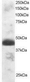 Western Blot TFEC Antibody