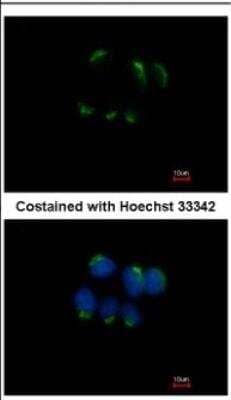 Immunocytochemistry/Immunofluorescence: TFF1/pS2 Antibody [NBP2-16376] - Analysis of methanol-fixed MCF-7, using antibody at 1:500 dilution.