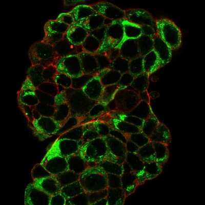 Immunocytochemistry/Immunofluorescence: TFF1/pS2 Antibody (TFF1/2133) [NBP3-07341] - Immunofluorescence staining of paraformaldehyde-fixed MCF-7 cells with TFF1/pS2 Mouse Monoclonal Antibody (TFF1/2133) followed by goat anti- Mouse IgG-CF488 (Green). Membrane are labeled with phalloidin (Red).