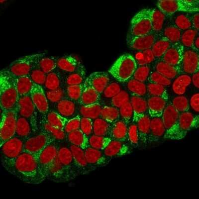 Immunocytochemistry/Immunofluorescence: TFF1/pS2 Antibody (TFF1/2133) [NBP3-08247] - Immunofluorescence staining of paraformaldehyde-fixed MCF-7 cells with TFF1/pS2 Mouse Monoclonal Antibody (TFF1/2133) followed by goat anti- Mouse IgG-CF488 (Green). Nucleus is labeled with RedDot(Red).