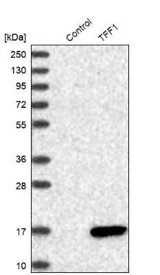 Western Blot: TFF1/pS2 Antibody [NBP1-90813] - Analysis in control (vector only transfected HEK293T lysate) and TFF1 over-expression lysate (Co-expressed with a C-terminal myc-DDK tag (3.1 kDa) in mammalian HEK293T cells).