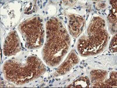 Immunohistochemistry-Paraffin: TFG Antibody (2C3) [NBP2-01438] - Staining of paraffin-embedded Human Kidney tissue using anti-TFG mouse monoclonal antibody.