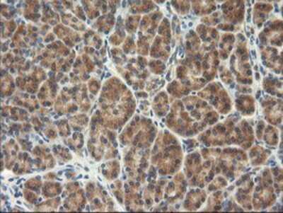 Immunohistochemistry-Paraffin: TFG Antibody (2C3) [NBP2-01438] - Staining of paraffin-embedded Human pancreas tissue using anti-TFG mouse monoclonal antibody.