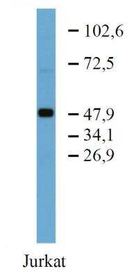 Western Blot: TFG Antibody (TFG-03) [NBP2-62212] - Analysis of TFG in Jurkat cell lysate using anti-TFG (TFG-03) purified.