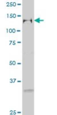 Western Blot: TFII-I Antibody (2D6) [H00002969-M02] - GTF2I monoclonal antibody (M02), clone 2D6 Analysis of GTF2I expression in Hela S3 NE.