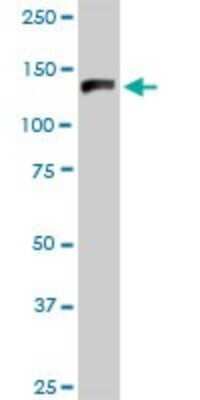Western Blot: TFII-I Antibody [H00002969-B01P] - Analysis of GTF2I expression in Raw 264.7.