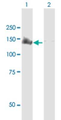 Western Blot: TFII-I Antibody [H00002969-B01P] - Analysis of GTF2I expression in transfected 293T cell line by GTF2I polyclonal antibody.  Lane 1: GTF2I transfected lysate(107.36 KDa). Lane 2: Non-transfected lysate.