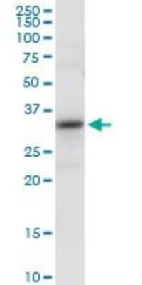 Western Blot: TFIIB Antibody [H00002959-D01P] - Analysis of GTF2B expression in mouse kidney.