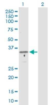 Western Blot: TFIIB Antibody [H00002959-D01P] - Analysis of GTF2B expression in transfected 293T cell line by GTF2B polyclonal antibody.Lane 1: GTF2B transfected lysate(34.80 KDa).Lane 2: Non-transfected lysate.
