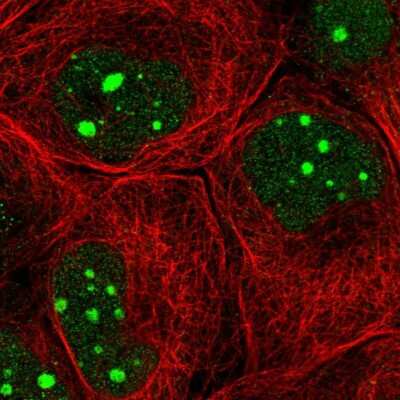 Immunocytochemistry/ Immunofluorescence TFIIIC Antibody - BSA Free