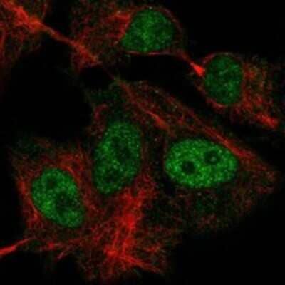 Immunocytochemistry/Immunofluorescence: TFIIIC Antibody [NBP3-17445] - Staining of human cell line A549 shows localization to nucleoplasm.
