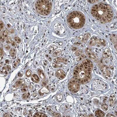 Immunohistochemistry-Paraffin TFIIIC Antibody - BSA Free