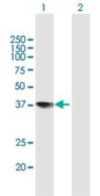 Western Blot TFIIS Antibody