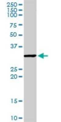 Western Blot TFIIS Antibody