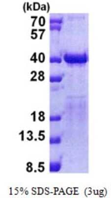 SDS-PAGE Recombinant Human TFIIS His Protein