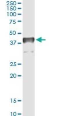 Immunoprecipitation: TFIISH Antibody (2C9) [H00006920-M06] - Analysis of TCEA3 transfected lysate using anti-TCEA3 monoclonal antibody and Protein A Magnetic Bead, and immunoblotted with TCEA3 rabbit polyclonal antibody.