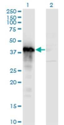 Western Blot TFIISH Antibody (2C9)